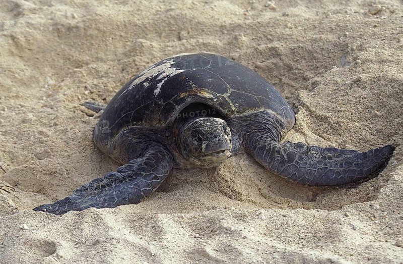 Loggerhead Sea Turtle (caretta caretta), Female covering Eggs with Sand after Laying, Australia, Oceania