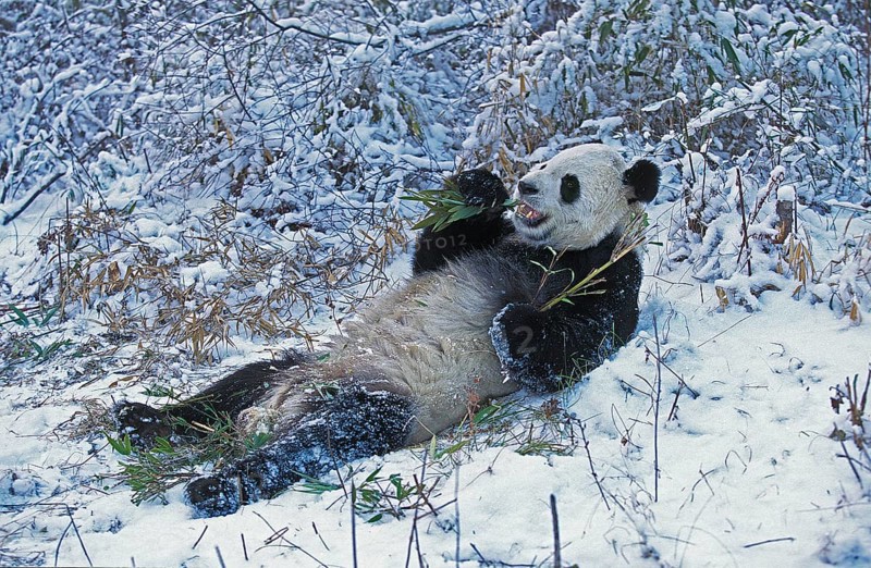 Giant panda (ailuropoda melanoleuca), WOLONG RESERVE IN THE PROVINCE OF SICHUAN, CHINA