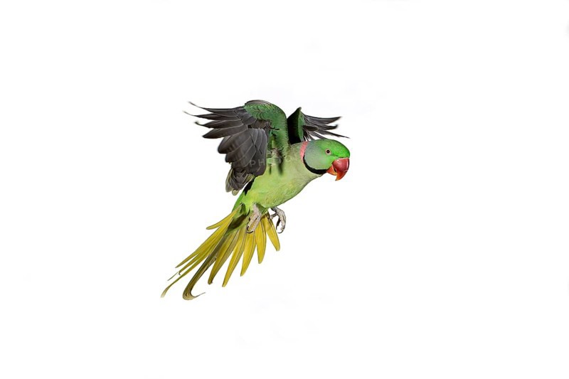 Alexandrian parrot (Psittacula eupatria), adult in flight against white background