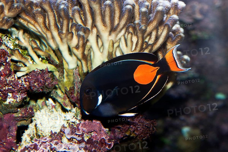 Achilles Surgeonfish, Orange Surgeonfish, Achilles Surgeonfish, Orange Surgeonfish, Animals, Other animals, Fish, Surgeonfish, Red-tailed Surgeonfish or Achilles Tang, acanthurus achilles