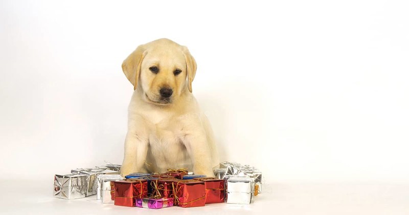 Yellow Labrador Retriever, Puppy and Gifts on White Background, Normandy