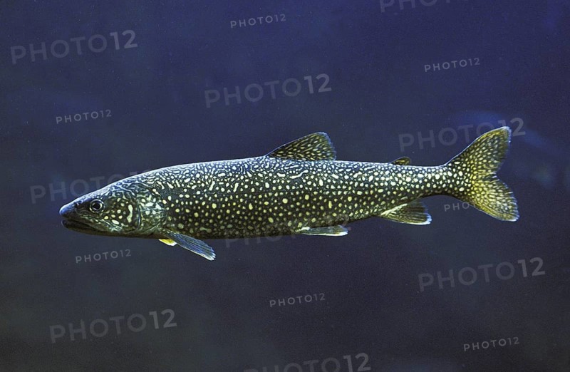 American lake trout, American lake trout, Canadian lake trout, American lake trout, American lake trout, Canadian lake trout, trout, trout, char, chars, Other animals, fish, animals, salmon fish, lake trout, sa