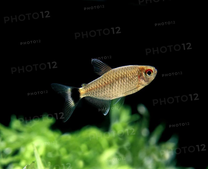 Black Tetra, Other animals, Fishes, Animals, Tetra species, GLASS OR GLOSSY OR RED-EYE TETRA moenkhausia oligolepis