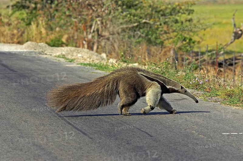 Giant anteater (myrmecophaga tridactyla), adult crossing road, Los Lianos in Venezuela
