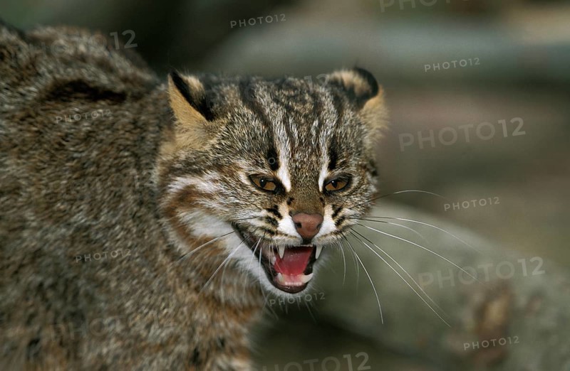 Amur Leopard Cat (prionailurus bengalensis) or Siberian Leopard Cat euptilura, Portrait of Adult Snarling
