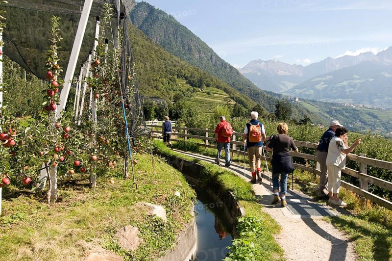 Hiker on Waalweg, Algund, Merano, South Tyrol, Italie (Hiker) on Waalweg, Algund, Merano, South Tyrol, Italy, Europe