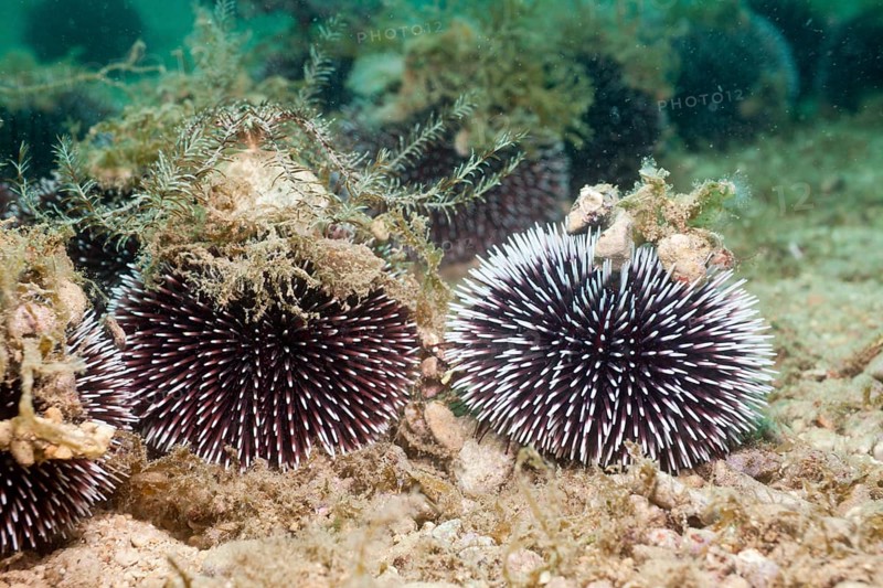 Violet (Sphaerechinus granularis) Urchin, Istria, Adriatic Sea, Croatia, Europe