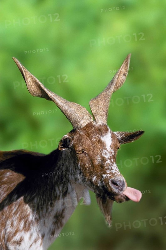 Girgentana goat, goat, sticks out tongue, billy goat, domestic goat, goats