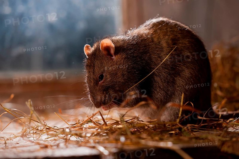 Rat (Rattus norvegicus forma domestica), in barn, Rhineland-Palatinate, Germany, Europe