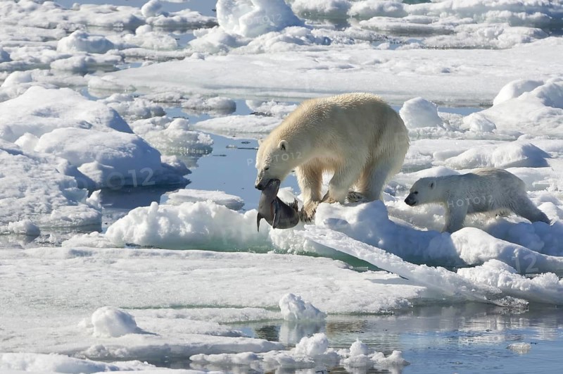 Polar bear (Thalassarctos maritimus), female and young, with captured ringed seal (Phoca hispida), Spitsbergen, Svalbard Archipelago, Barents Sea, polar bear ice floe, Norway, Europe
