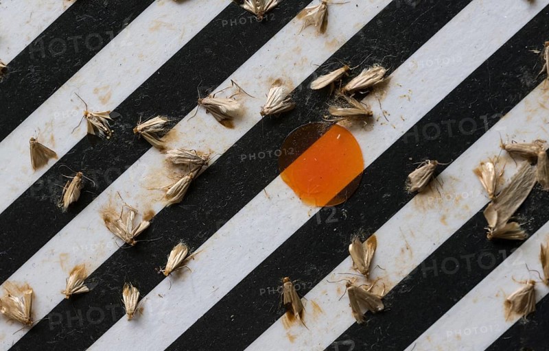 Common clothes moths (Tineola bisselliella) on adhesive strips of a moth trap, Frankfurt am Main, Hesse, Germany, Europe