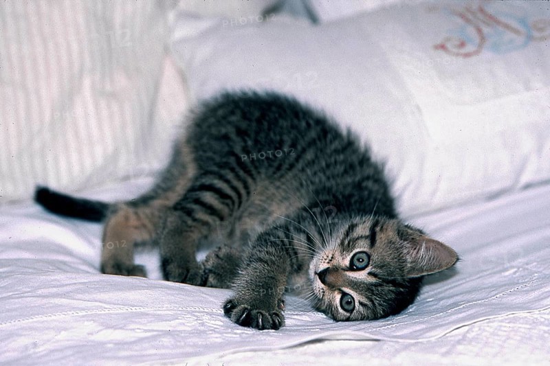 Young domestic cat in bed