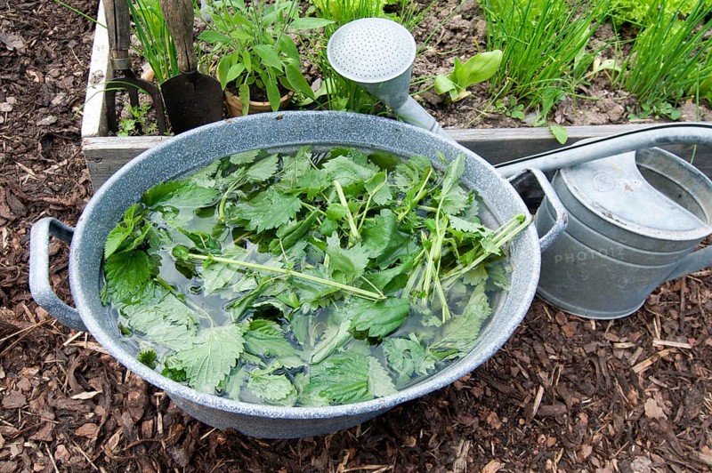 Herbal swill with stinging nettle (Urtica dioica), stinging nettle, stinging nettle swill, herbal swill