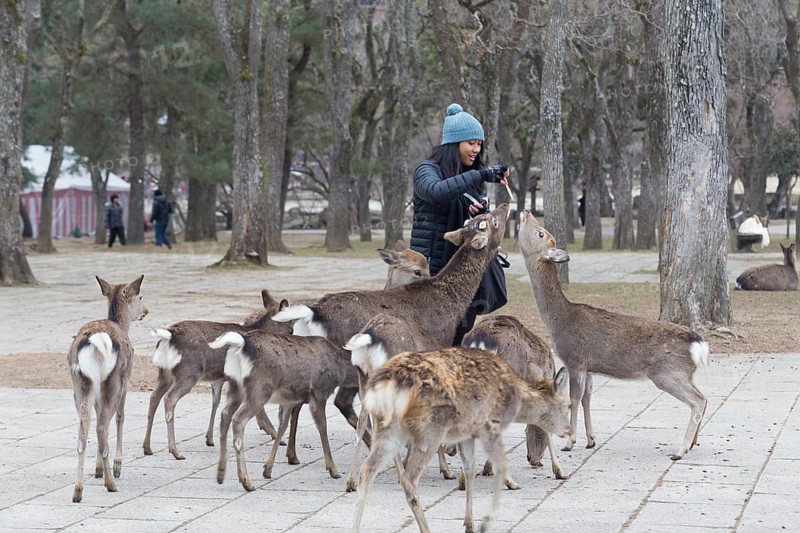 Nara, Japan, December 28, 2014: A woman feeding deer in a public park, Asia