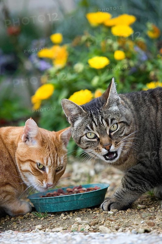 RED TABBY AND BROWN TABBY DOMESTIC CAT, PAIR EATING