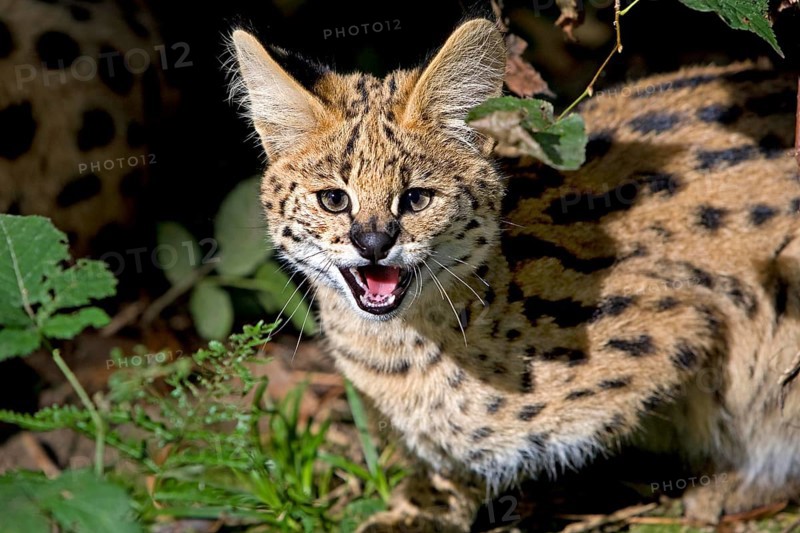 Serval (leptailurus serval), Adult snarling