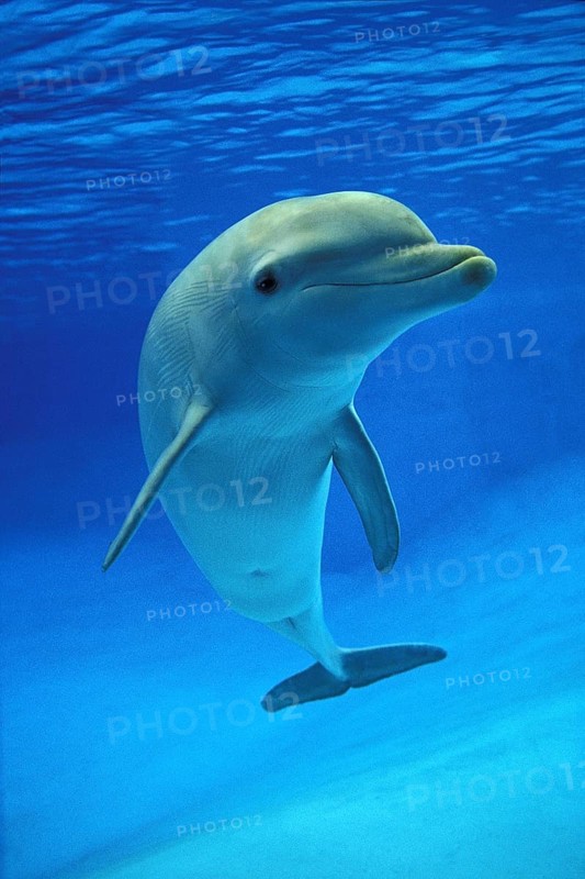 Bottlenose Dolphin (tursiops truncatus)