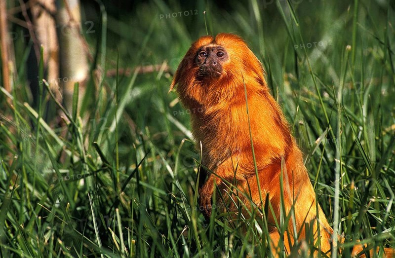 Golden Lion Tamarin, leontideus rosalia, Adult standing on Hind Legs