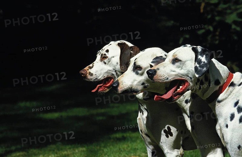 Dalmatian Dog, Portraits with Tongue Out