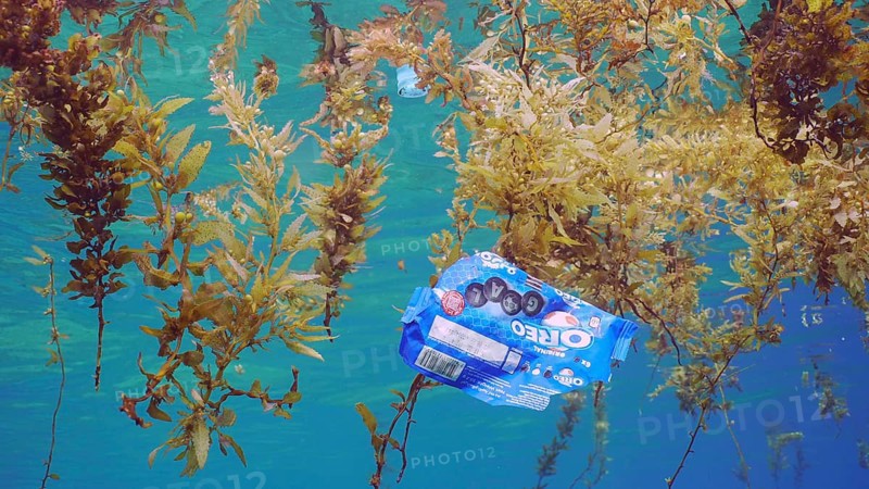 Close up of plastic pack drifts with scraps of Seaweed Brown (Sargassum) on surface of water form floats islands of algae and plastic debris, on daytime in sunlight, Red sea, Egypt, Africa