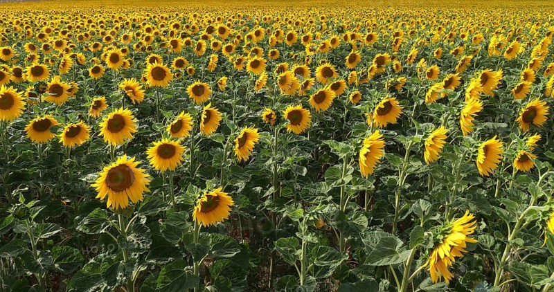 Sunflower Field, helianthus sp, Normandy in France