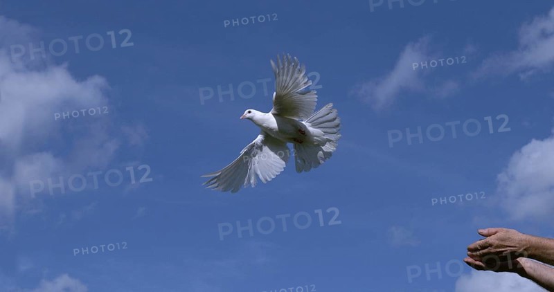 White Dove (Columba livia), Adult in flight, Taking off from Hands, Normandy in France