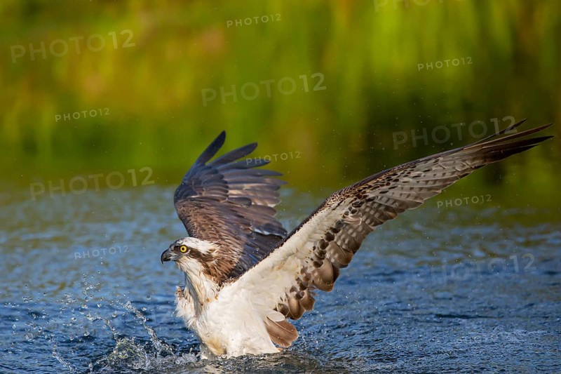 Western osprey (Pandion haliaetus) fishing, Finland, Europe