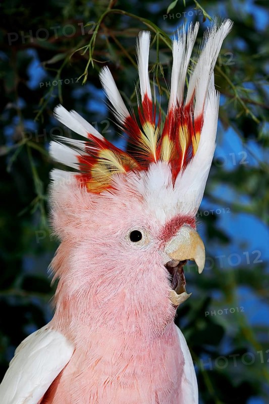 PINK KAKADU OR MAJOR MITCHELL'S major mitchell's cockatoo (cacatua leadbeateri)