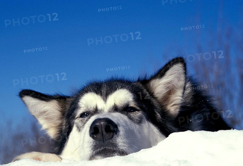 ALASKAN MALAMUTE DOG, PORTRAIT OF AN ADULT LYING IN THE SNOW