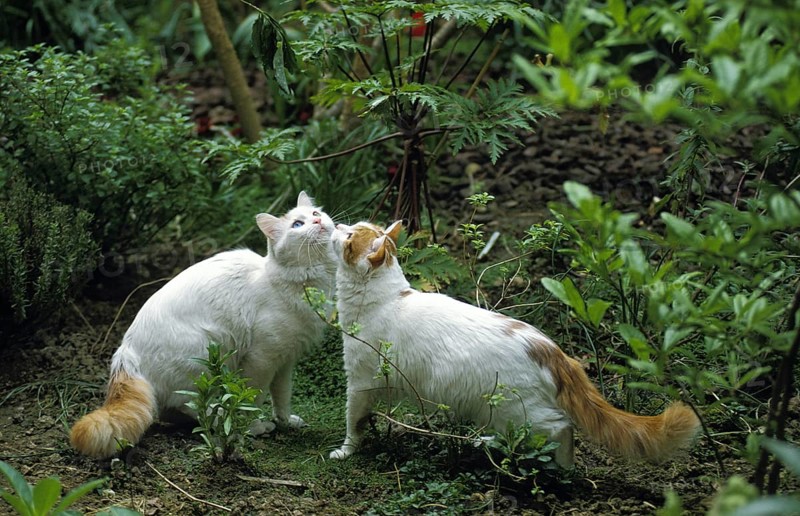 Turkish Van Domestic Cat