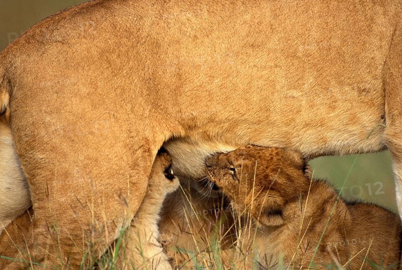 AFRICAN LION (panthera leo), CUB SUCKLING, KENYA