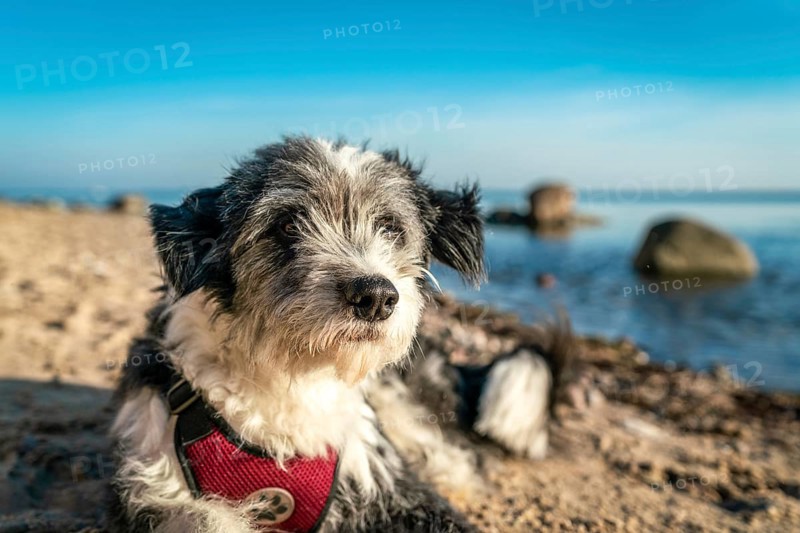 A black and white long haired dog lying on a sandy beach on the german island Ruegen
