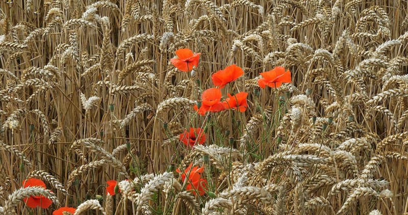 Poppies in a Wheat Field (papaver rhoeas), in bloom, Normandy in France