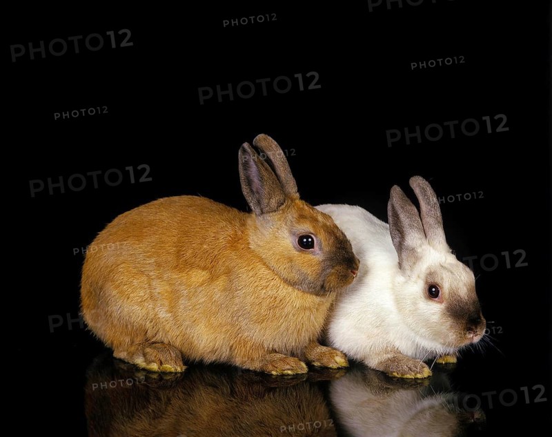 Dwarft Rabbit, Adults Against Black Background
