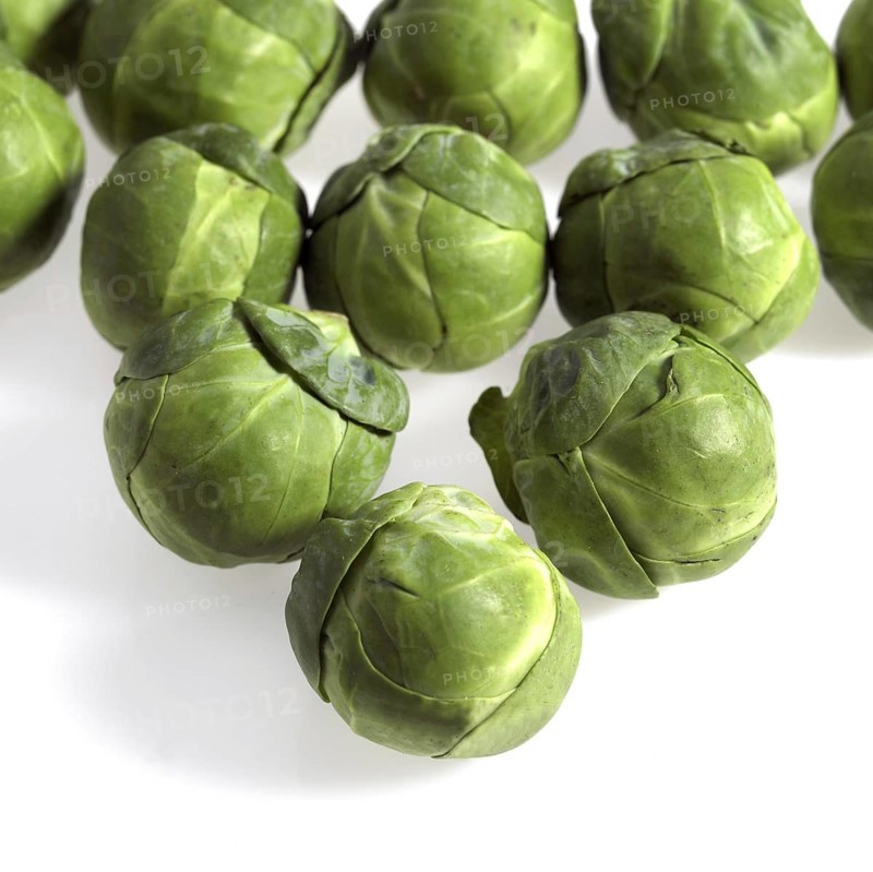 Brussels Sprouts (brassica) oleracea, Vegetables against White Background