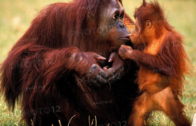 ORANG UTAN (pongo pygmaeus), MOTHER WITH BABY