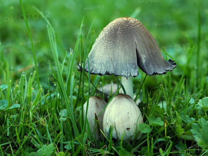 Coprinopsis atramentaria, commonly known as the common ink cap or inky cap, is an edible (but sometimes poisonous) (when combined with alcohol) mushroom