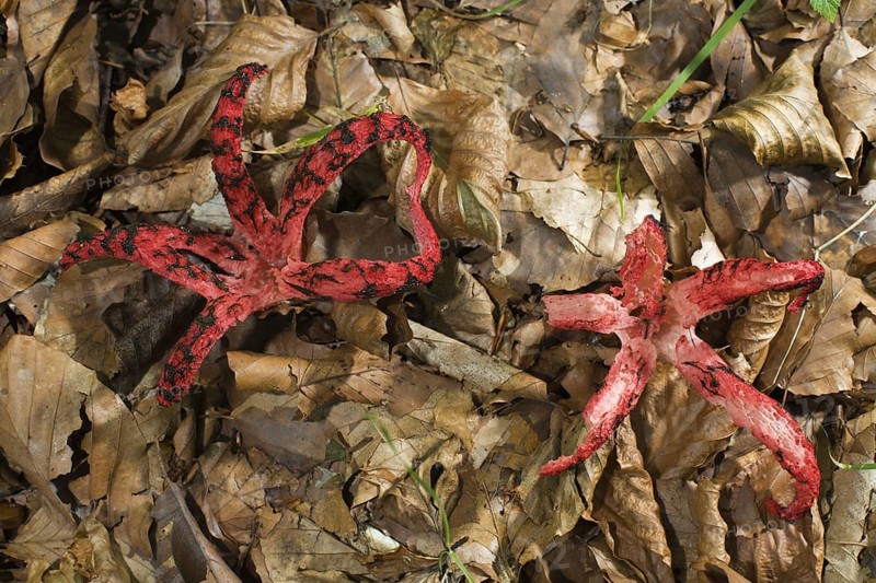 Octopus Stink Horn (Anthurus archeri)
