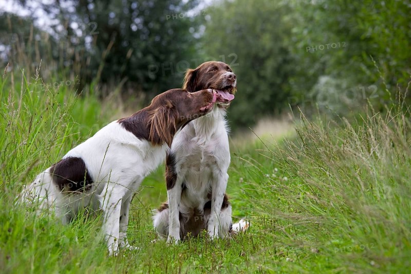 Drentsche Patrijshond, Partridge Dog, Chicken Dog