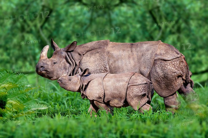 Indian Rhinoceros (Rhinoceros unicornis), female with young, side