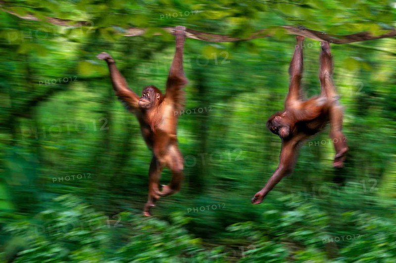 Young Sumatran orangutans climbing (Pongo pygmaeus abelii), Sumatran orangutans, shimmying young animals