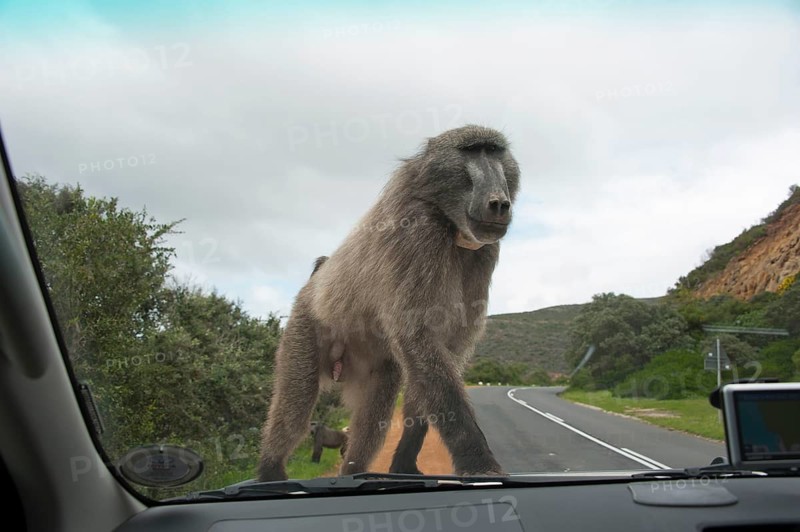 Chacma Baboon (Papio ursinus) on car, Cape Peninsula, Western Cape, South Africa, Africa