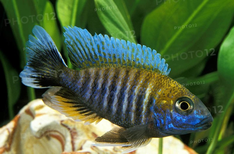 Emperor Cichlid, Emperor Cichlids, Other animals, Fish, Animals, Cichlids, Peacock Cichlid or Emperor Cichlid, aulonocara nyassae