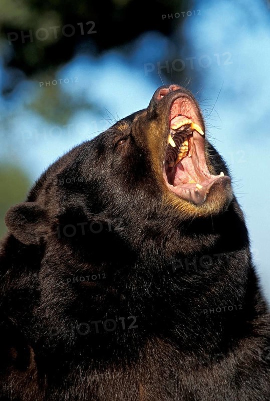 American Black Bear (ursus americanus), Portrait of Adult with Open Mouth, in Defensive Posture