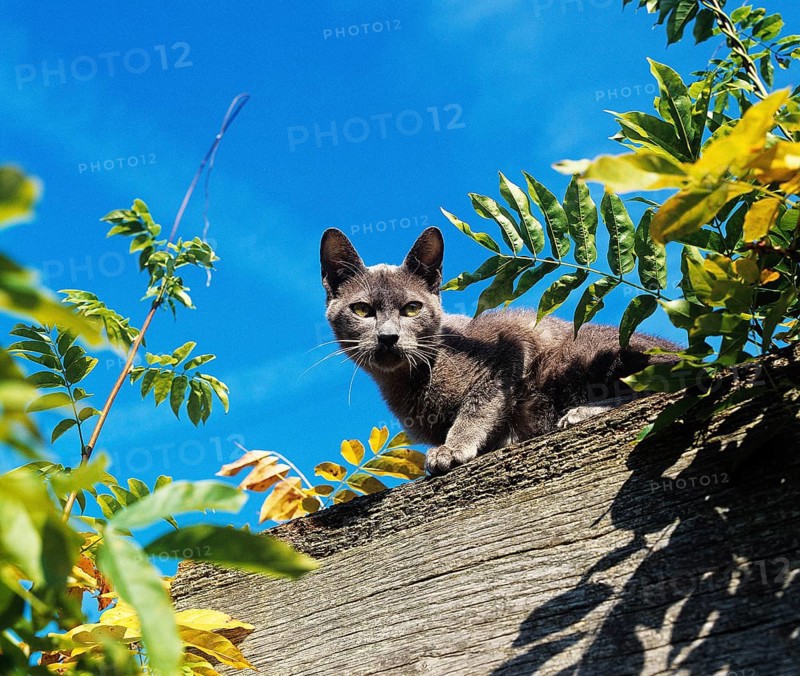 Blue Burmese Domestic Cat, Adult