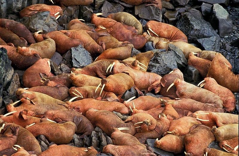 Walrus (odobenus rosmarus), colony at Round Island, Alaska