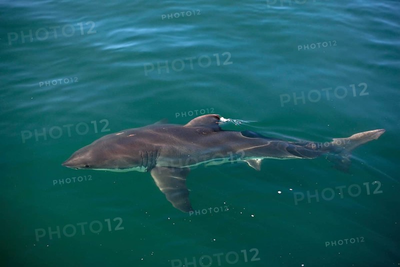 Great White Shark (carcharodon carcharias), Adult standing at Surface, False Bay in South Africa