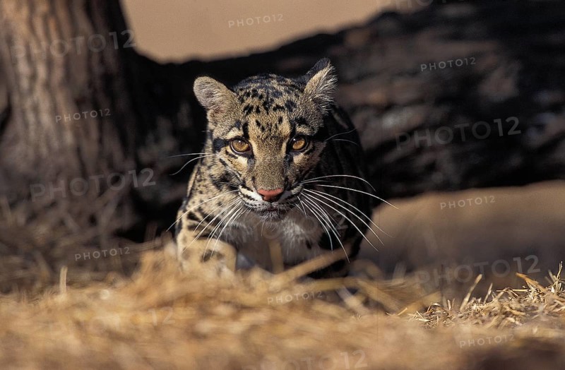 CLOUDED LEOPARD (neofelis nebulosa), ADULT
