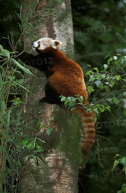 Red Panda (ailurus fulgens), Adult standing on Tree Trunk