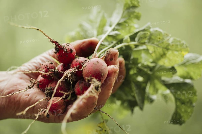 Close up hand holding fresh radishes. High resolution photo